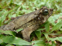 : Bufo margaritifer