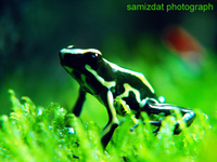 : Dendrobates truncatus; Amazon Posion Frog