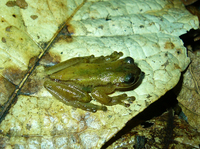 : Isthmohyla picadoi