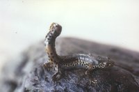 : Mesotriton alpestris apuanus; Italian Alpine Newt