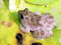 : Phrynobatrachus natalensis; Natal Puddle Frog