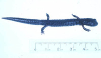 : Pseudoeurycea cochranae