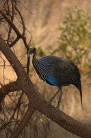 : Acryllium vulturinum; Vulturine Guineafowl