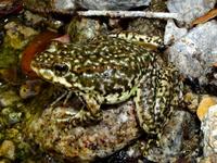 : Rana muscosa; Mountain Yellow-legged Frog