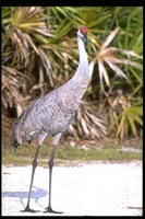 : Grus canadensis; Sandhill Crane