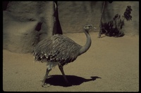 : Rhea americana; Greater Rhea