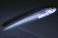 : Melanostigma pammelas; Midwater Eelpout