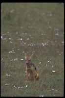 : Canis mesomelas; Black-backed Jackel