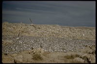 : Sterna sp.; Tern