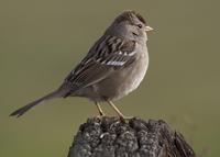 : Zonotrichia leucophrys; White-crowned Sparrow