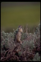 : Spermophilus columbianus; Columbian Ground Squirrel