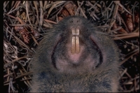 : Thomomys bottae; Valley Pocket Gopher