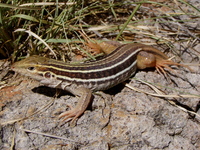 : Aspidoscelis sonorae; Sonoran Spotted Whiptail