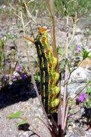 : Hyles lineata; White-lined Sphinx