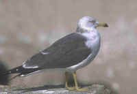 Black-tailed Gull (adult)