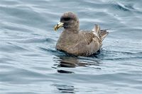 Northern Fulmar. 14 October 2006. Photo by Earl Orf