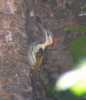 Black-rumped Flameback (Dinopium benghalense) 2005. január 8. Ramnagar