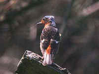 White-throated Rock Thrush, Monticola gularis,