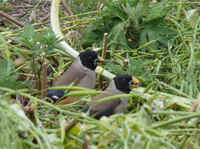 Yellow-billed    (or Chinese) Grosbeaks