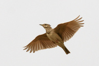 Crested Lark