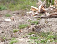 Rosy Pipit