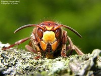 Stor Gedehams (Vespa crabro) Foto/billede af