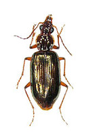 ヤセモリヒラタゴミムシ 1 ex. Colpodes elainus