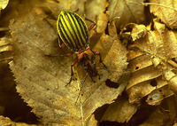 Carabus auronitens auronitens