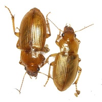 Harpalus flavescens