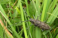 Monochamus sutor sutor