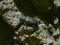 Stictoleptura scutellata scutellata