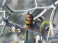 Tituboea femoralis