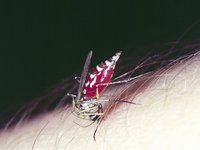 Aedes