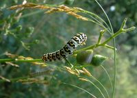 Shargacucullia scrophulariae - Water Betony