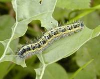 Pieris brassicae - Large White