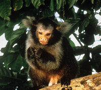 Santarem marmoset (Callithrix humeralifera)