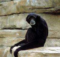 Siamang (Symphalangus syndactylus)