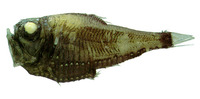 Image of Argyropelecus affinis, Pacific hatchet fish, Garmans sølvøkse, Pacific Hatchetfish, Dee...