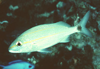 Haemulon aurolineatum, Tomtate grunt: fisheries, aquarium, bait