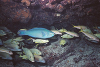 Scarus vetula, Queen parrotfish: fisheries, aquarium