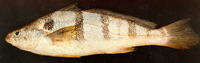 Paralonchurus brasiliensis, Banded croaker: fisheries