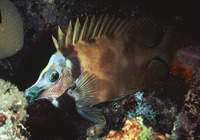 Siganus vulpinus, Foxface: fisheries, aquarium