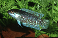 Microctenopoma damasi, :