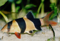 Chromobotia macracanthus, Clown loach: fisheries, aquarium