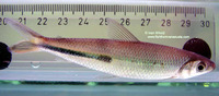 Hemiodus semitaeniatus, Halfline hemiodus: fisheries, aquarium