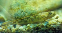 Rhinogobius giurinus, : fisheries