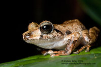 Rain Frog - Eleutherodactylus sp.