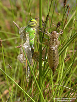 Anax imperator - Emperor Dragonfly