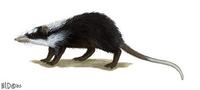 Image of: Echinosorex gymnura (moonrat)