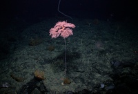 Metallogorgia melanotrichos